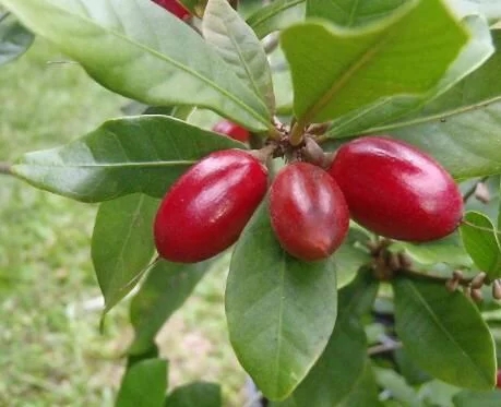 城里人從來(lái)都沒(méi)見(jiàn)過(guò)的，國(guó)寶級(jí)的珍貴植物