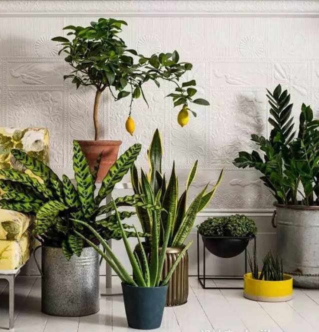 光線不好也能養(yǎng)的植物，給你推薦這10種