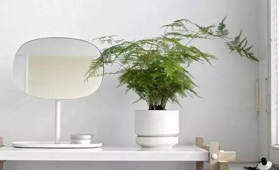 光線不好也能養(yǎng)的植物，給你推薦這10種