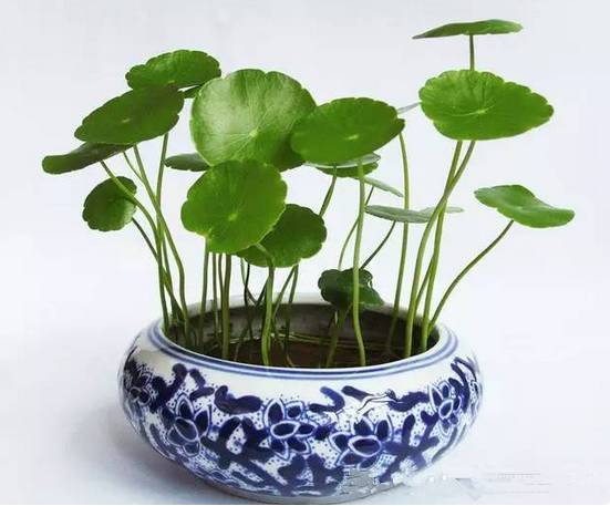 光線不好也能養(yǎng)的植物，給你推薦這10種
