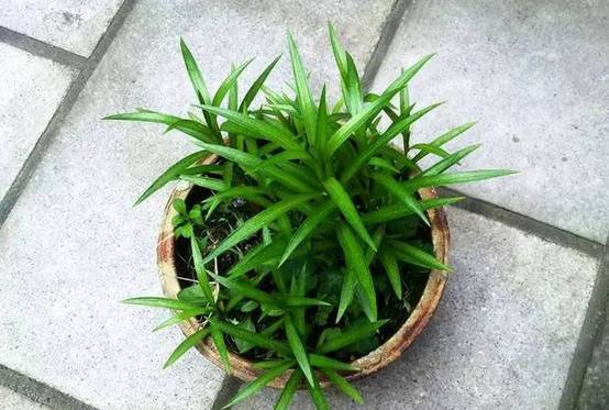 光線不好也能養(yǎng)的植物，給你推薦這10種