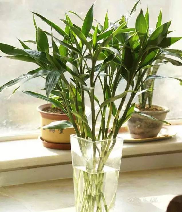 光線不好也能養(yǎng)的植物，給你推薦這10種
