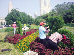 天津全運會園林景觀養(yǎng)護大揭秘(圖)