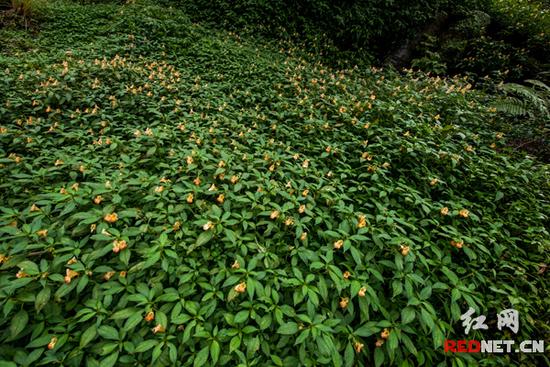 湖南齊云峰國(guó)家森林公園首次發(fā)現(xiàn)龍蝦花