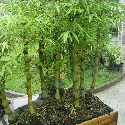 最適合擺在窗臺(tái)上的花卉盆栽