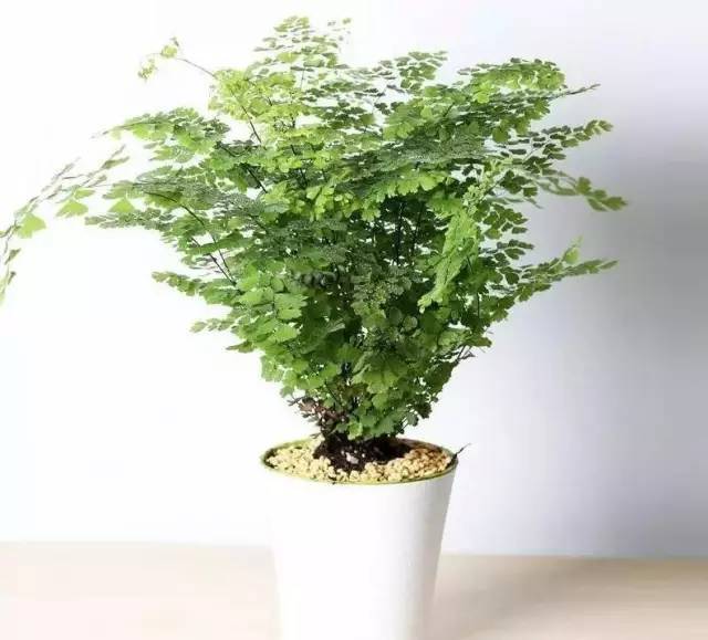 植物也看氣質(zhì)，哪種花卉更適合你的家？