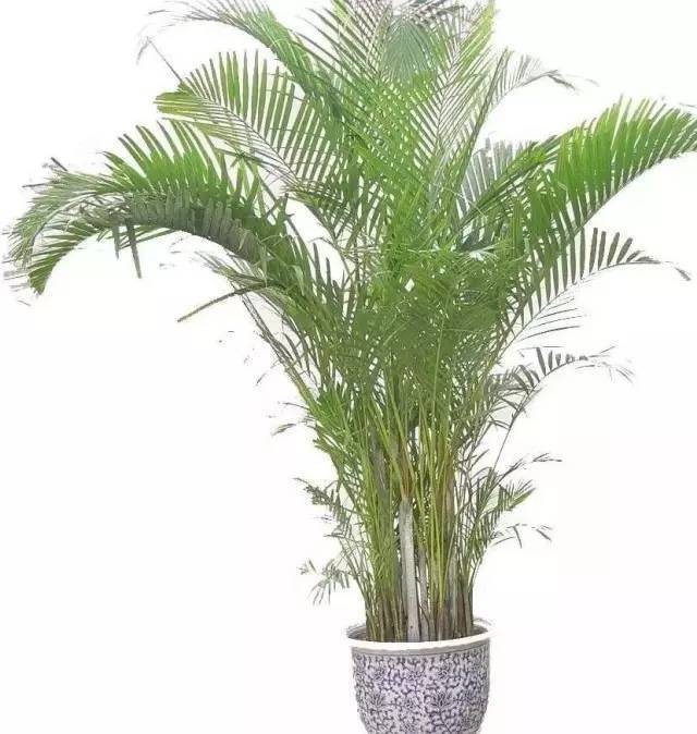 植物也看氣質(zhì)，哪種花卉更適合你的家？