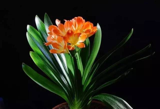 植物也看氣質(zhì)，哪種花卉更適合你的家？