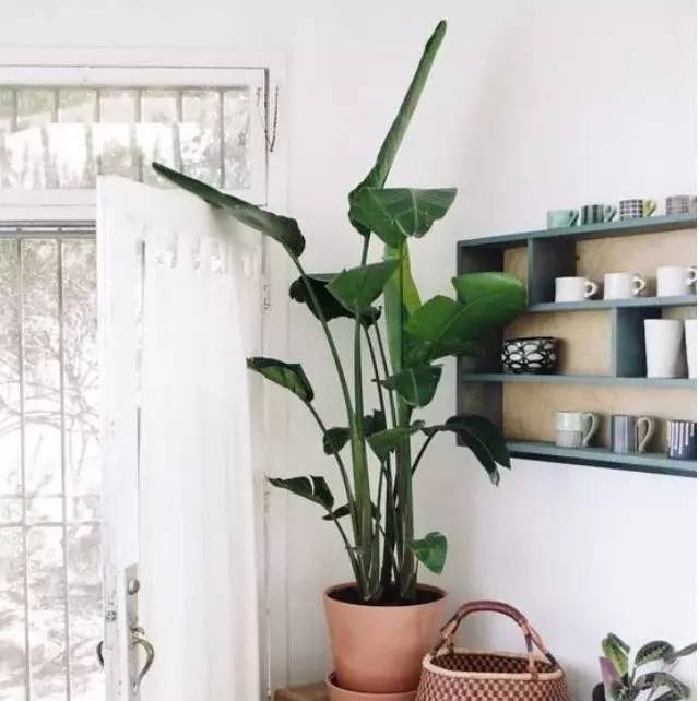 植物也看氣質(zhì)，哪種花卉更適合你的家？