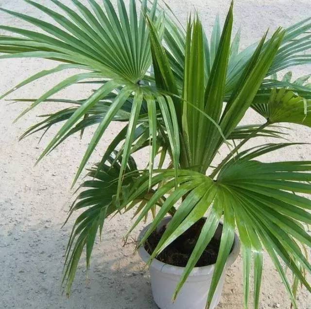 植物也看氣質(zhì)，哪種花卉更適合你的家？
