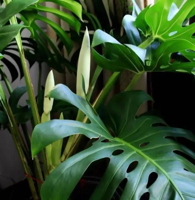 植物也看氣質(zhì)，哪種花卉更適合你的家？