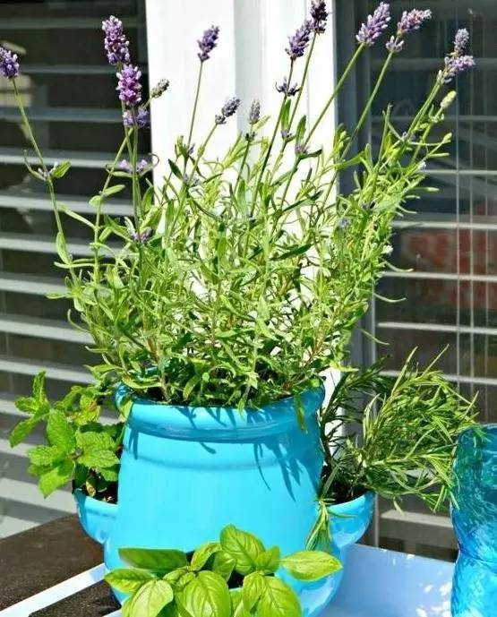植物也看氣質(zhì)，哪種花卉更適合你的家？