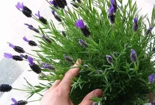 植物也看氣質(zhì)，哪種花卉更適合你的家？