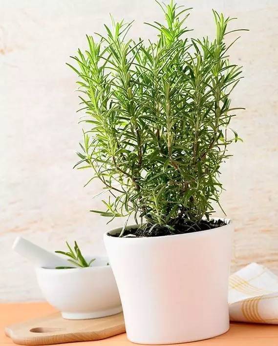植物也看氣質(zhì)，哪種花卉更適合你的家？