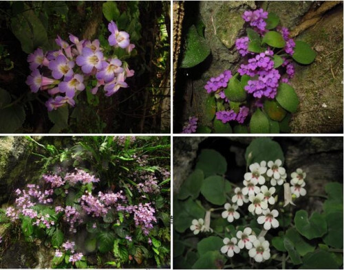 華南植物園喀斯特植物物種形成的研究進(jìn)展