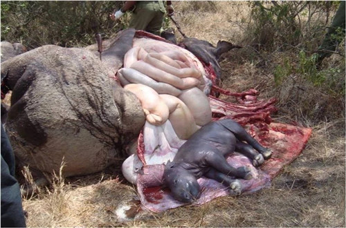 諶良仲：保護(hù)生物多樣性的戰(zhàn)斗仍將繼續(xù)