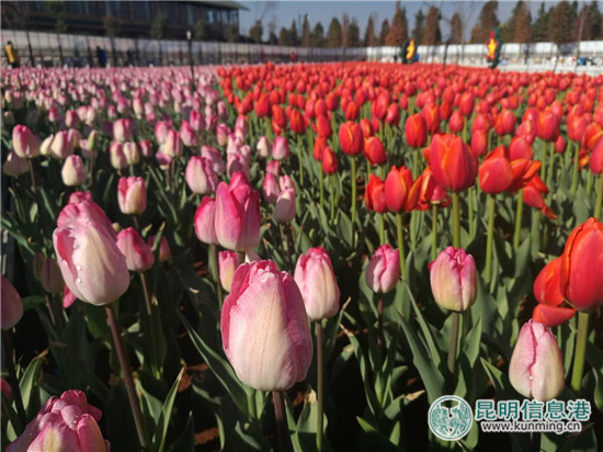 度假區(qū)撈漁河濕地公園郁金香盛放迎新春