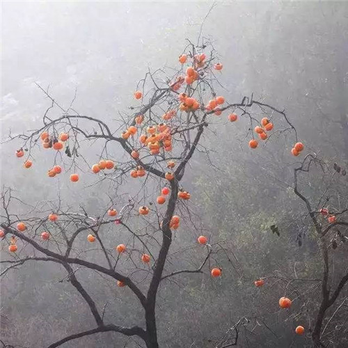 尋常農(nóng)民房經(jīng)過改造變身迷人的民宿老宅