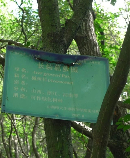 探秘七里峪景區(qū) 發(fā)現(xiàn)珍稀樹種長裂葛蘿槭