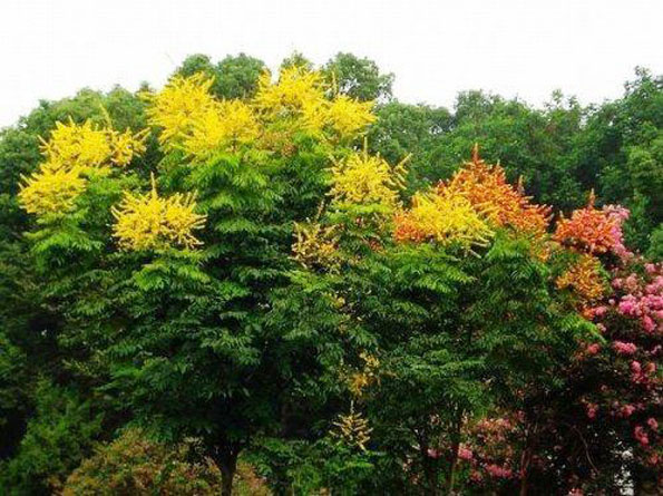 運(yùn)用彩葉樹，豐富景觀設(shè)計(jì)的色彩