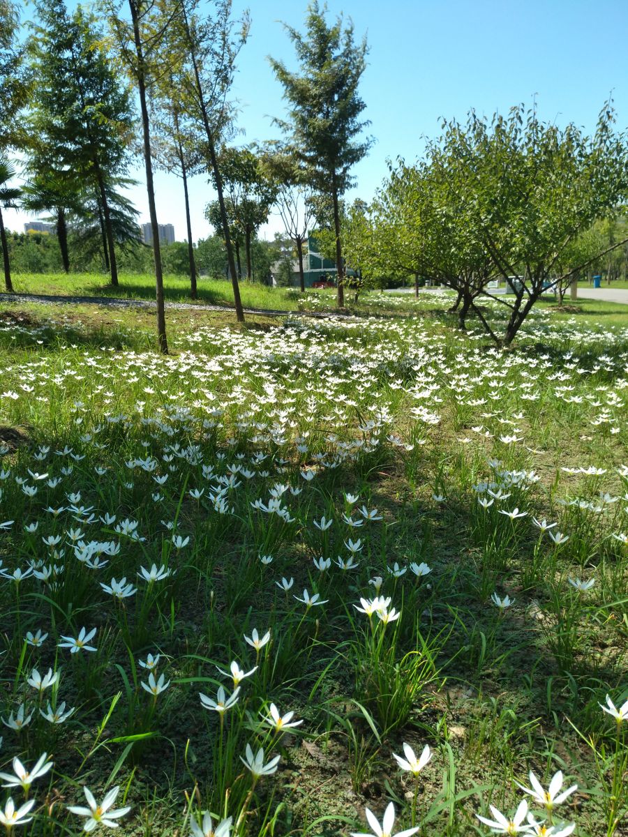 園冶杯專業(yè)獎：戴家湖公園生態(tài)修復(fù)工程