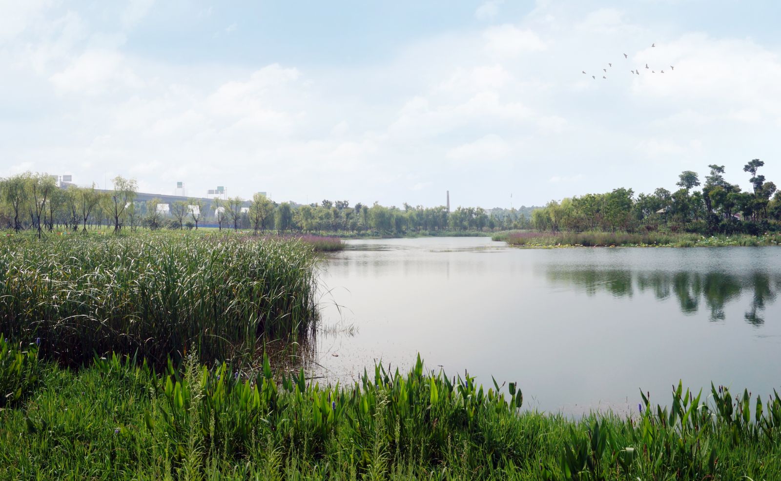 園冶杯專業(yè)獎：戴家湖公園生態(tài)修復(fù)工程