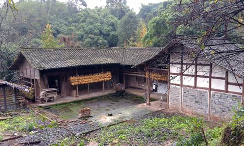 李沄璋：鄉(xiāng)村振興背景下對川西林盤保護(hù)與更新的思考