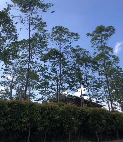 2019園冶杯專業(yè)獎(jiǎng)丨馬來西亞萬撓 Fields Of Gold