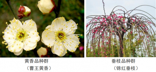 代樹(shù)剛：“南梅北移”讓京城百姓看得見(jiàn)梅花