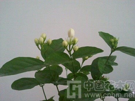 中國(guó)風(fēng)景園林網(wǎng) 花卉應(yīng)用