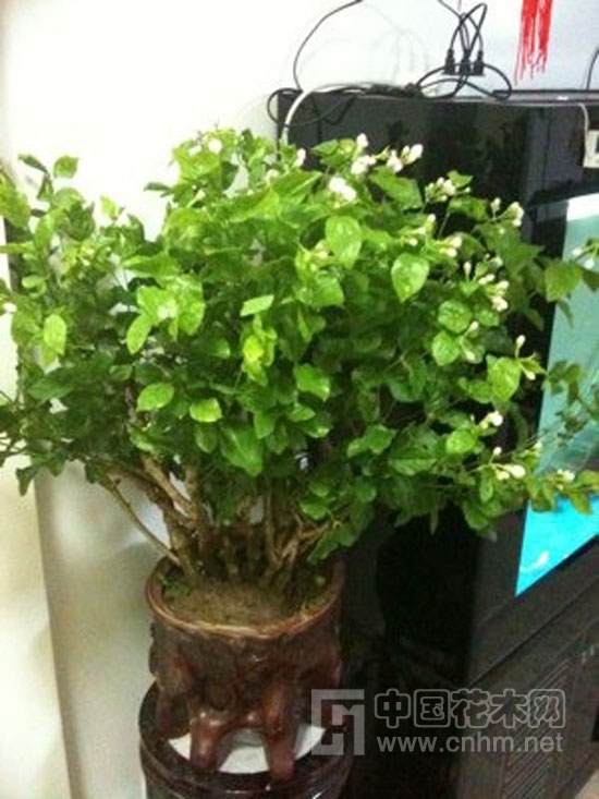 中國(guó)風(fēng)景園林網(wǎng) 花卉應(yīng)用