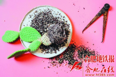 沙漠風(fēng)情的多肉植物拼盆
